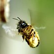zur Verhaltenskologie von Wildbienen
