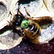 weitere Details zur Pheromon-Forschung an Wildbienen