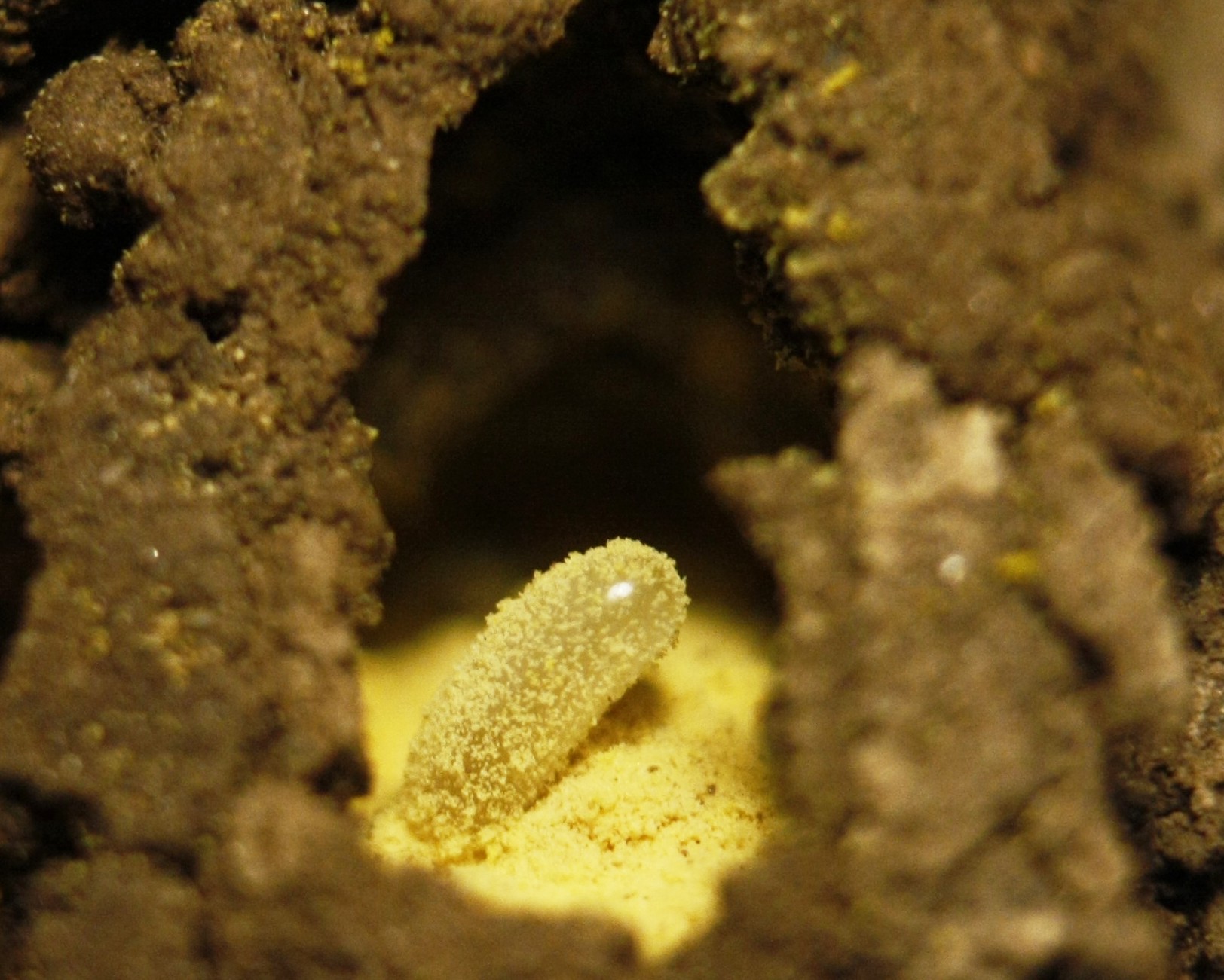 Mauerbienen-Ei in geffneter Brutzelle