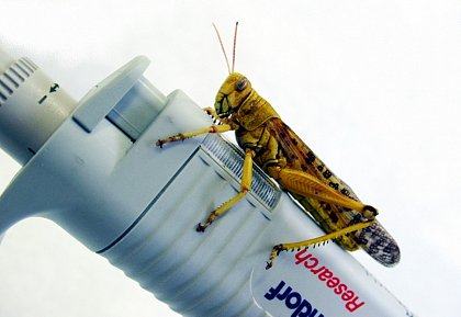 locust on pipette