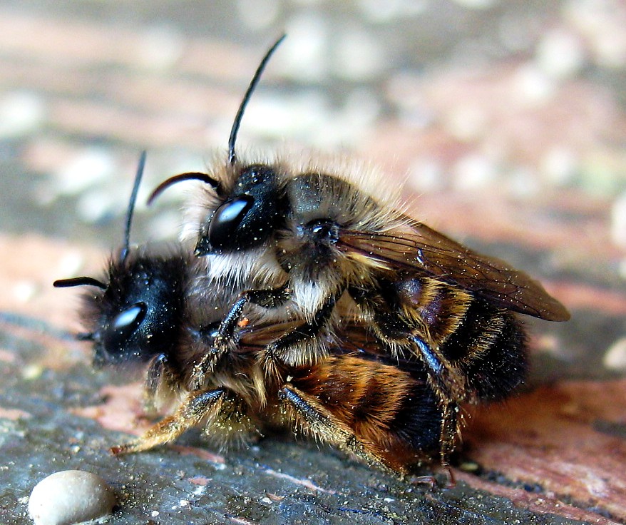 Mauerbienen-Prchen