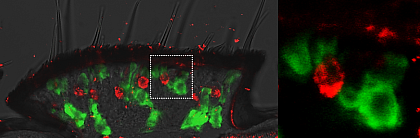 Visualization of pheromone receptor- (red ) and PBP- (green) expressing cells in the male antenna of Heliothis virescens. Two-color fluorescence in situ hybridization (FISH) on a tissue section. 