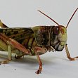 more Details on Pheromones in Locusts