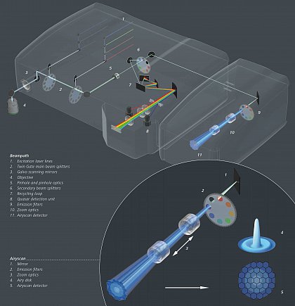 Beam path of the LSM 880 with Airyscan. First, emission light travels through the Twin Gate main dichroic beam splitter. The splitter allows for very efficient laser suppression to deliver supreme contrast. 
Reaching the secondary beam splitter, all emission light is send either to an internal spectral detection unit (Quasar, with up to 34 channels) or alternatively, to the Airyscan detector with GaAsP technology