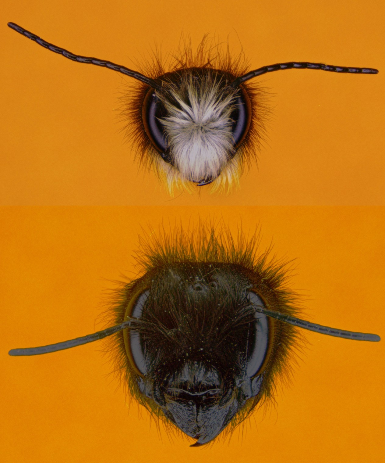 Portraits Mnnchen und Weibchen der Roten Mauerbiene